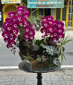 Hoa Lan Hồ Điệp