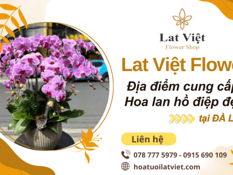 Gợi ý địa điểm mua hoa lan hồ điệp đẹp tại Đà Lạt