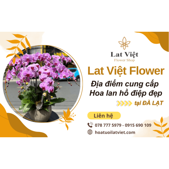 Gợi ý địa điểm mua hoa lan hồ điệp đẹp tại Đà Lạt