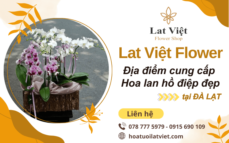 hoa lan hồ điệp