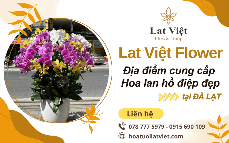 hoa lan hồ điệp