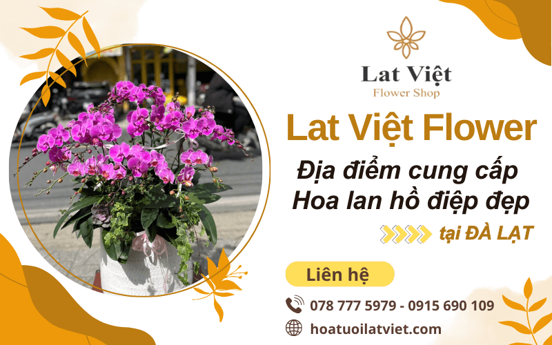 hoa lan hồ điệp