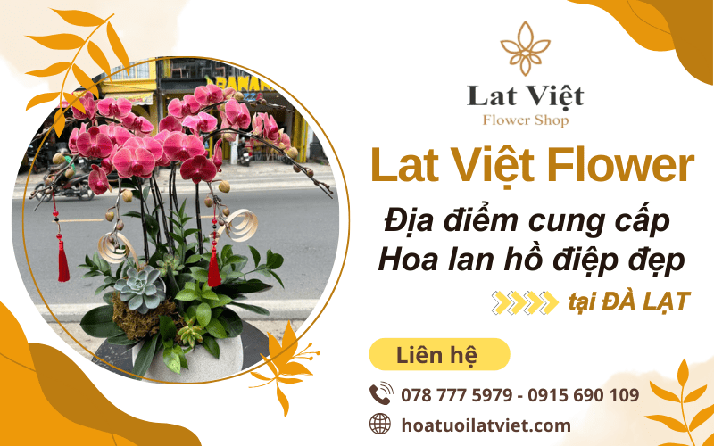 hoa lan hồ điệp