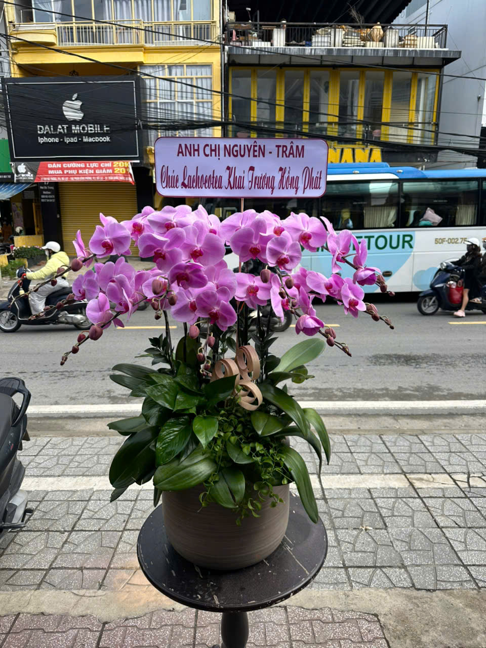 Lan Hồ Điệp