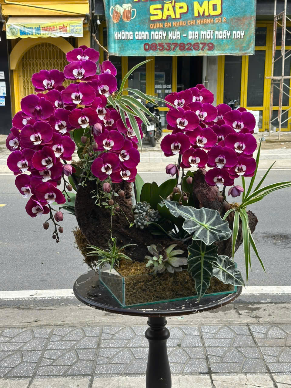 Hoa Lan Hồ Điệp