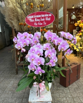 Hoa Lan Hồ Điệp Tươi - Lan Hồ Điệp Sang Trọng LV936