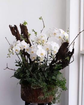 Hoa Lan Hồ Điệp Tươi - Hồ Điệp Trắng Sang Trọng LV933