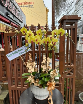 Hoa Lan Hồ Điệp Tươi - Lan Hồ Điệp Vàng LV966