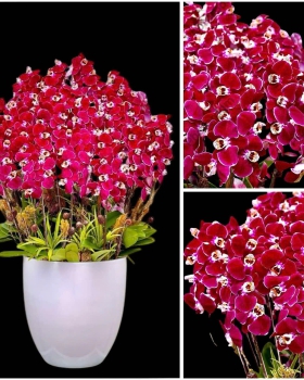 Hoa Lan Hồ Điệp Tươi - Lan Hồ Điệp LV097