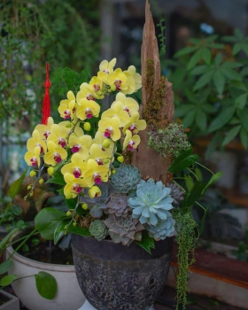 Hoa Lan Hồ Điệp Tươi - Lan Hồ Điệp Phối Sen Đá LV931