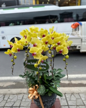 Hoa Lan Hồ Điệp Tươi - Lan Hồ Điệp Sang  LV936