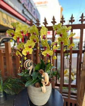 Hoa Lan Hồ Điệp Tươi - Lan Hồ Điệp Xinh LV930