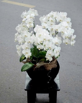 Hoa Lan Hồ Điệp Tươi - Lan Hồ Điệp Trắng LV036