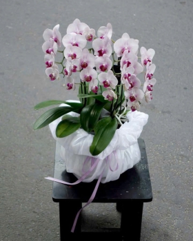 Hoa Lan Hồ Điệp - Lan Hồ Điệp Sang Trọng LV934