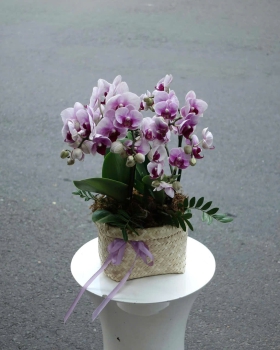 Hoa Lan Hồ Điệp Tươi - Lan Hồ Điệp Xinh LV055