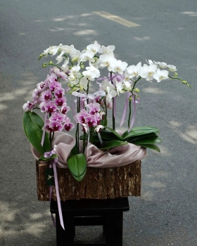 Hoa Lan Hồ Điệp Tươi - Hoa Lan Đẹp LV136