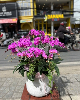 Hoa Lan Hồ Điệp Tươi - Lan Hồ Điệp Sang Trọng LV636