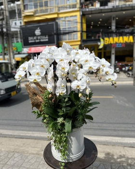 Hoa Lan Hồ Điệp Tươi - Lan Hồ Điệp Trắng LV236