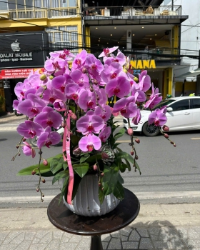 Hoa Lan Hồ Điệp Tươi - Lan Hồ Điệp Tím LV936