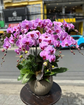 Hoa Lan Hồ Điệp Tươi - Lan Mẫu Sang Trọng LV930