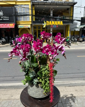 Hoa Lan Hồ Điệp Tươi - Lan Hồ Điệp Sang Trọng LV988