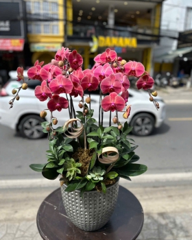 Lan Hồ Điệp Tươi - Hoa Lan Sang Trọng LV936