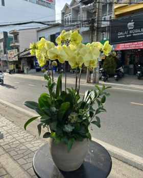 Lan Hồ Điệp Tươi - Hoa Lan Vàng LV776