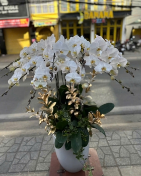 Lan Hồ Điệp Tươi - Hoa Lan Trắng LV678