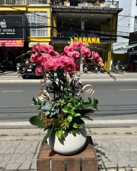 Lan Hồ Điệp Tươi - Hoa Lan Hồng LV716