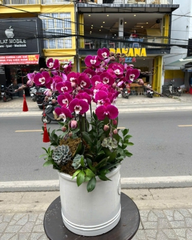 Lan Hồ Điệp Tươi - Hoa Lan Tím LV736