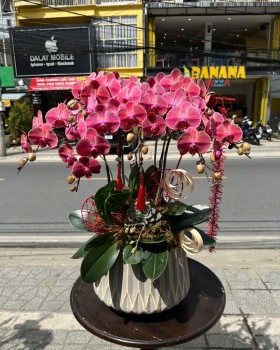 Lan Hồ Điệp Tươi - Hoa Lan Sang Trọng LV576