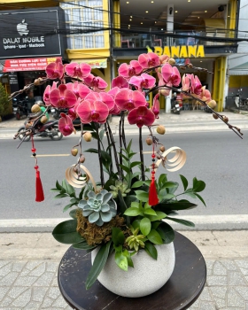 Lan Hồ Điệp Tươi - Hoa Phối Sen Đá LV726