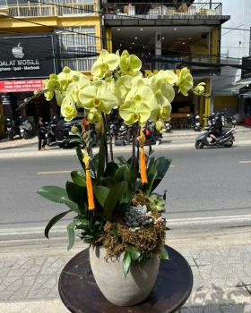 Lan Hồ Điệp Tươi - Hoa Lan Vàng LV796