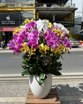 Lan Hồ Điệp Tươi - Hoa Tươi Sang Trọng LV786