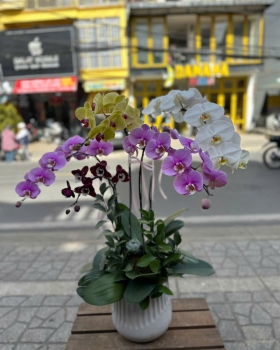 Lan Hồ Điệp Tươi - Hoa Lan Đẹp LV746