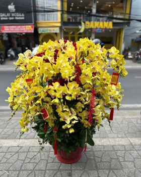 Lan Hồ Điệp Tươi - Hoa Lan Vàng LV116