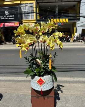 Lan Hồ Điệp Tươi - Hoa Lan Vàng Đẹp LV226