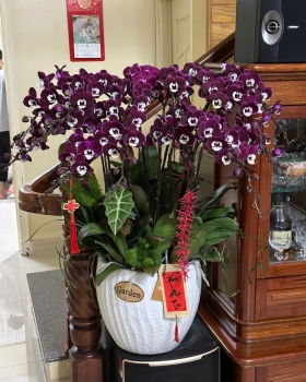 Lan Hồ Điệp LV-001