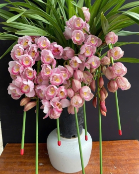 Lan Hồ Điệp Mẫu Mới - LV05