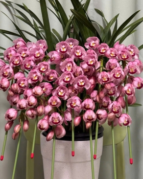 Lan Hồ Điệp Mẫu Mới - LV043