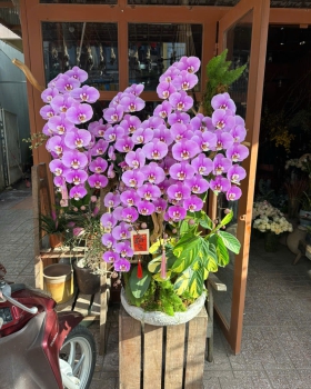 Lan Hồ Điệp Hồng LV-021