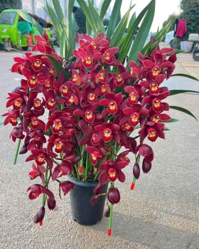 Lan Hồ Điệp Đỏ - LV09