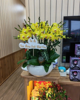 Lan Hồ Điệp Vàng LV-003