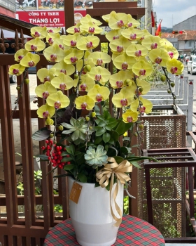 Lan Hồ Điệp Vàng Phối Sen Đá LV-001