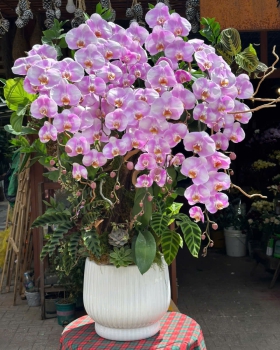 Chậu Lan Hồ Điệp Trắng Hồng - LV03