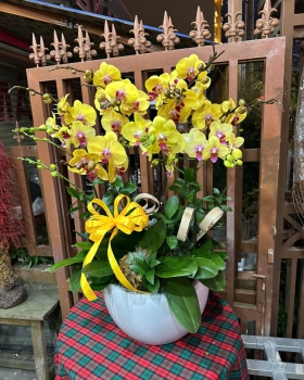 Lan Hồ Điệp Vàng Đẹp LV-022