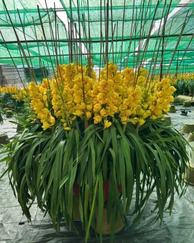 Lan Hồ Điệp Vàng Mới LV-001