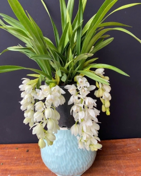 Lan Hồ Điệp Mới LV-001