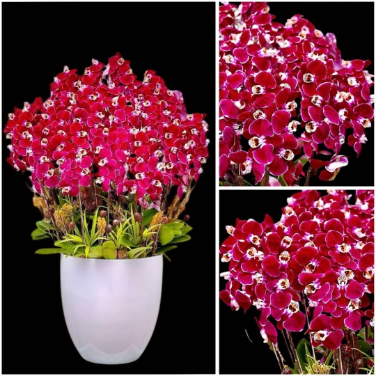 Hoa Lan Hồ Điệp Tươi - Lan Hồ Điệp LV097