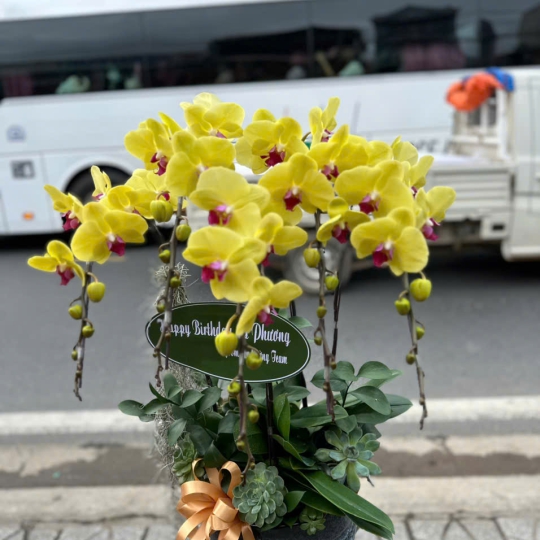 Hoa Lan Hồ Điệp Tươi - Lan Hồ Điệp Sang  LV936
